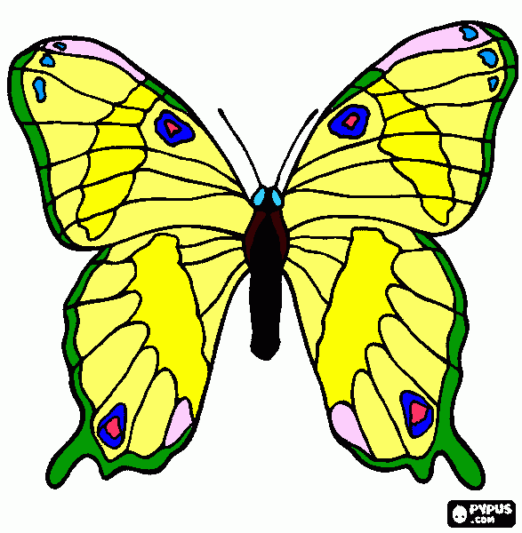 nova borboleta amarela e verde para colorir e imprimir