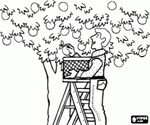 desenho de Agricultor ou trabalhador do campo colhendo frutas de uma �rvore do topo de uma escada para colorir