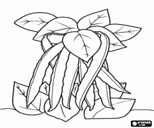 desenho de As vagens, o feij�os verde pendurado na planta para colorir
