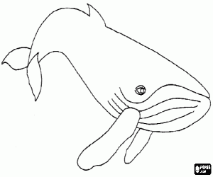 desenho de Baleia-jubarte ou baleia-corcunda, um animal solit�rio que vivie em mares do mundo todo para colorir