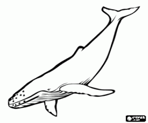 desenho de Baleia para colorir