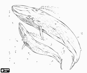 desenho de Baleias azuis, a baleia azul � o maior animal que jamais existiu na Terra para colorir