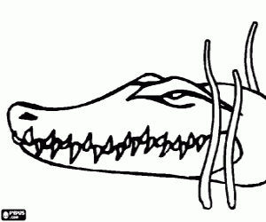 desenho de Cabe�a de crocodilo esta � espreita duma presa entre as plantas aqu�ticas para colorir
