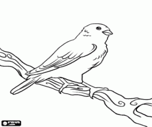 desenho de Can�rias olhar para o mundo do alto de um ramo para colorir