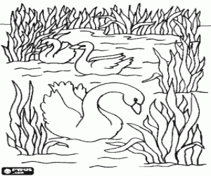 desenho de Cisnes que nadam calmamente entre as plantas aqu�ticas para colorir