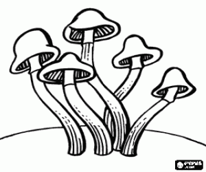 desenho de Conjunto de cogumelos de pé comprido e pequeno chapéu em forma de sino para colorir