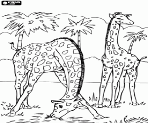 desenho de Dois girafas, uma est� comendo a grama en quando a outra est� atento para colorir