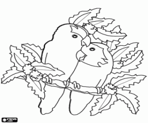 desenho de Dois p�ssaros apaixonados em uma filial para colorir
