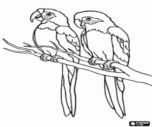 desenho de Dois periquitos ou papagaios em uma filial para colorir