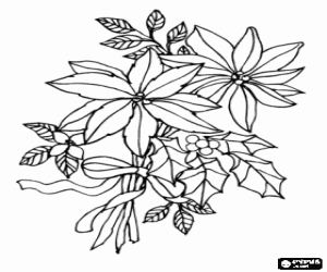 desenho de Flor de seda de Natal - Poins�tia, flor-do-natal ou estrela-do-natal para colorir