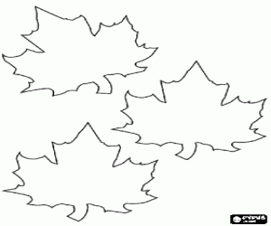 desenho de Folhas caídas de bordo, esta folha é parte da bandeira e um símbolo nacional do Canadá para colorir