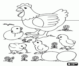 desenho de Galinha com os seus pintos e os seus ovos no campo para colorir