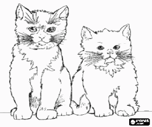 desenho de Gatos com longos bigodes olhando em frente para colorir
