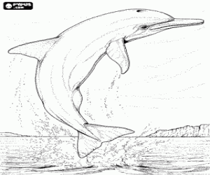 desenho de Golfinho pulando, com o seu corpo totalmente fora das �guas, ao largo da costa para colorir