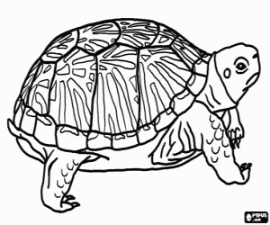 desenho de Grande tartaruga terrestre para colorir