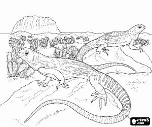 desenho de Grandes lagartos sobre umas rochas em um deserto com cactos para colorir
