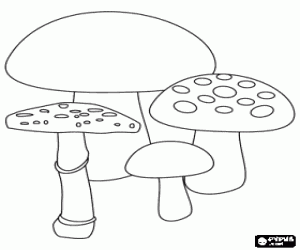 desenho de Grupo de cogumelos de diferentes tipos para colorir