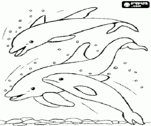 desenho de Grupo de golfinhos pulando para colorir