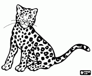desenho de Jovem guepardo, leopardo-ca�ador ou on�a-africana para colorir