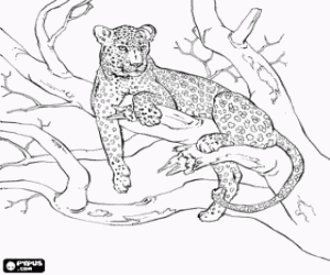 desenho de Leopardo ou on�a repousando sobre o ramo de uma �rvore para colorir