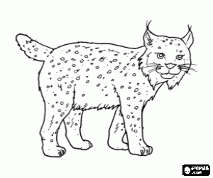 desenho de Lince com pernas fortes, longas orelhas, cauda curta e p�lo mosqueado para colorir