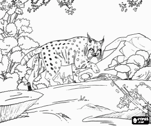 desenho de Lince o lynx adulto em uma paisagem de pedras e vegeta��o para colorir