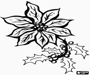 desenho de Poinsettia com alguns ramos de azevinho com os seus frutos para colorir