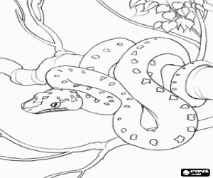 desenho de Serpente da pele manchada enrolada em um ramo para colorir