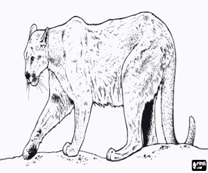 desenho de Su�uarana, puma, le�o-da-montanha, cougar, jaguaruna, on�a-parda, um grande felino solit�rio para colorir