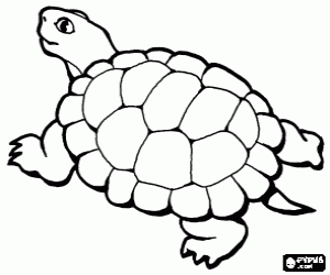 desenho de Tartaruga com uma bela carapa�a  para colorir
