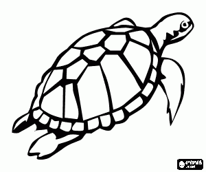desenho de Tartaruga marinha para colorir