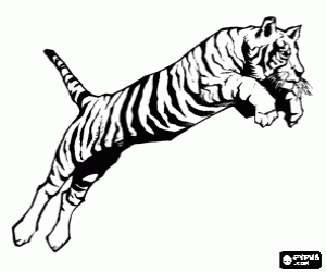 desenho de Tigre adulto, o maior felino do mundo, em um salto para colorir