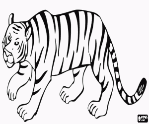 desenho de Tigre andando con muito sigilo para capturar uma presa para colorir