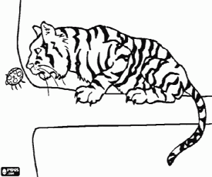 desenho de Tigre em cima de uma rama observando com aten��o um inseto para colorir
