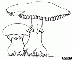 desenho de Um fungo grande e um cogumelo pequeno como um champignon para colorir