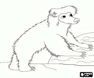 desenho de Urso-bei�udo andando desajeitadamente no ch�o para colorir
