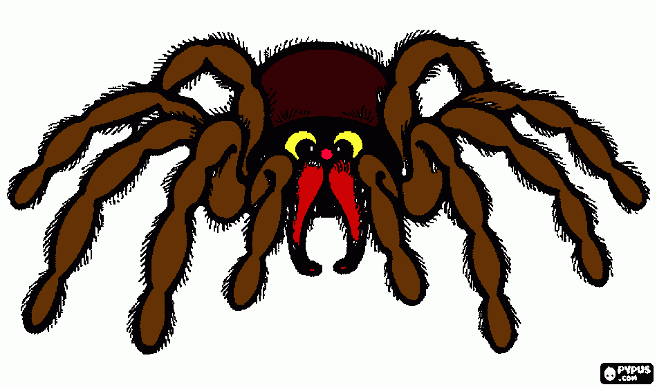 aranha marrom para colorir e imprimir