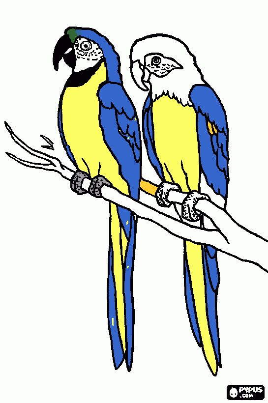 arara para colorir e imprimir