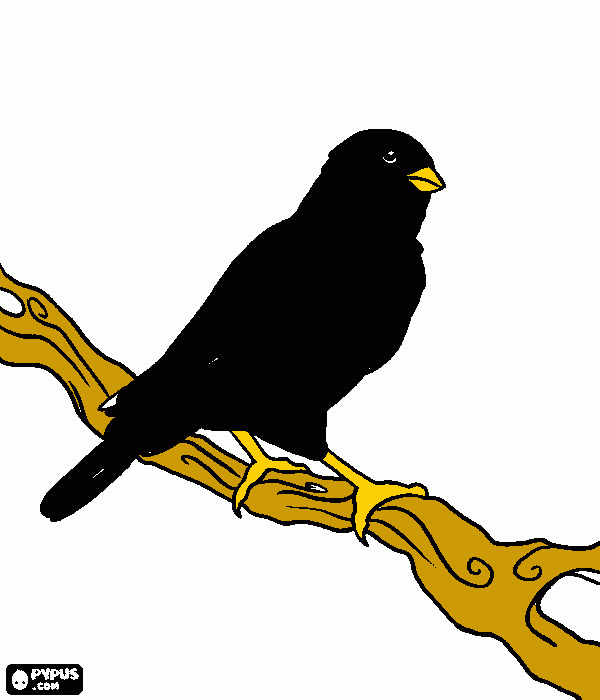 Assum Preto para colorir e imprimir