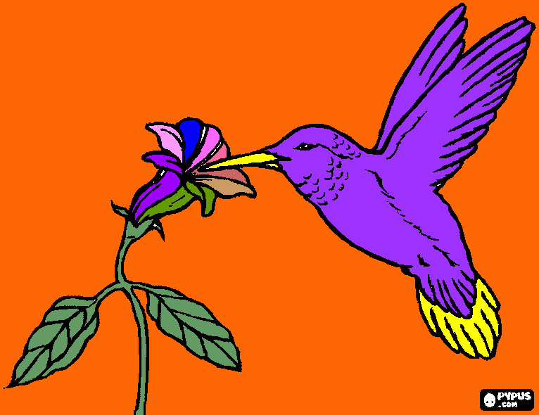 beija-flor para colorir e imprimir