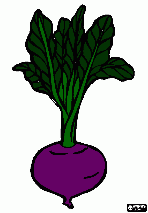 beterraba para colorir e imprimir