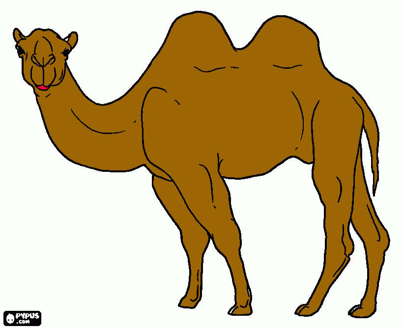camelo duas corcovas para colorir e imprimir