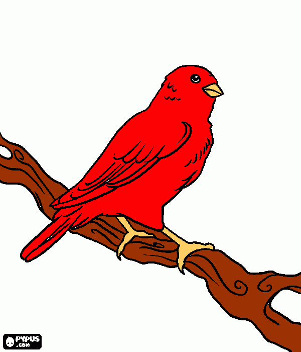 canario do reino para colorir e imprimir