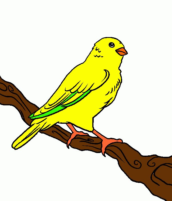 Canário para colorir e imprimir