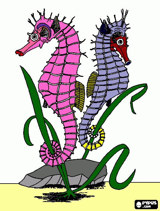 CASAL DE CAVALOS MARINHOS para colorir e imprimir