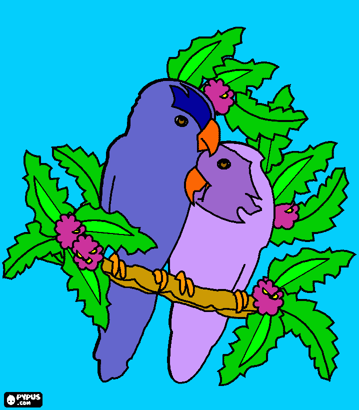 Casal de periquitos para colorir e imprimir