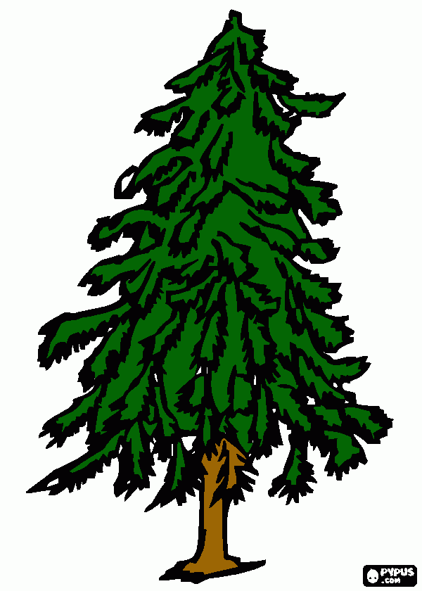 Cedro para colorir e imprimir