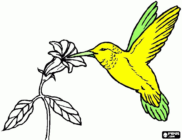 colibri para colorir e imprimir