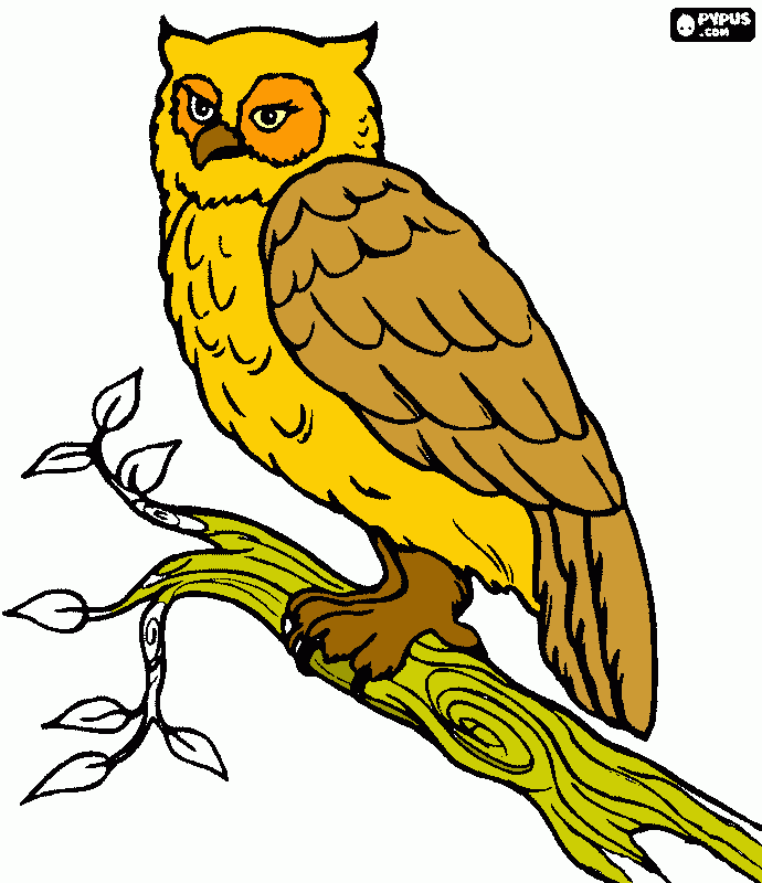 coruja no galho para colorir e imprimir