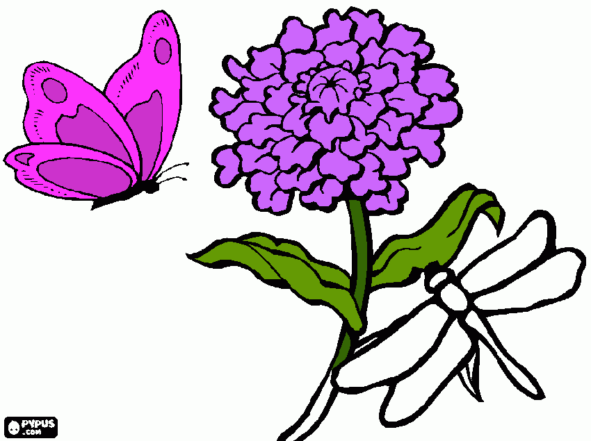 cravo para colorir e imprimir